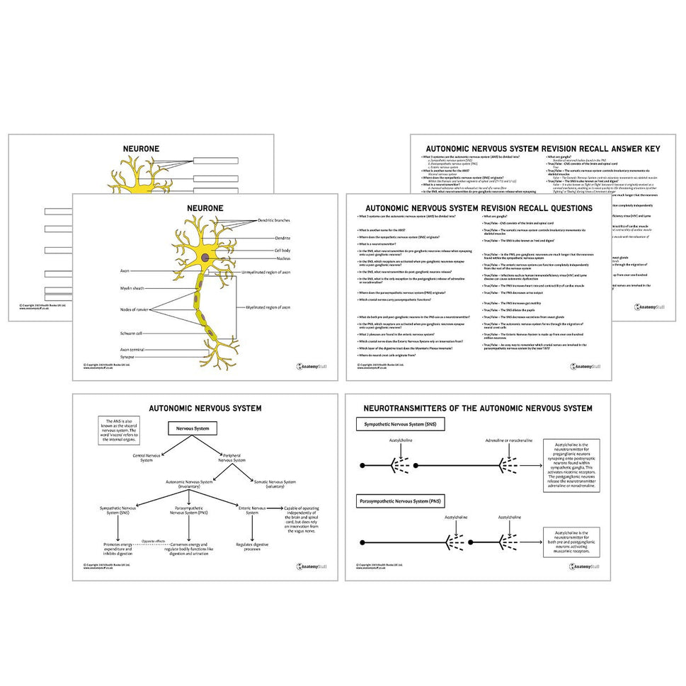 Head & Neck Anatomy Revision Pack (Interactive & Printable PDFs)