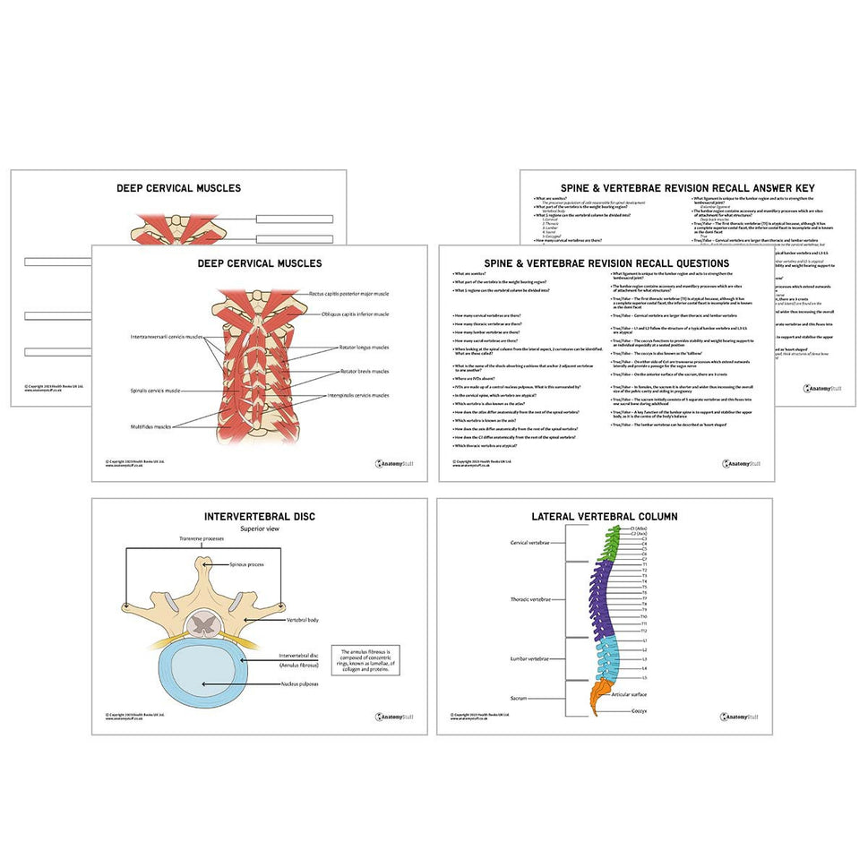Head & Neck Anatomy Revision Pack (Interactive & Printable PDFs)