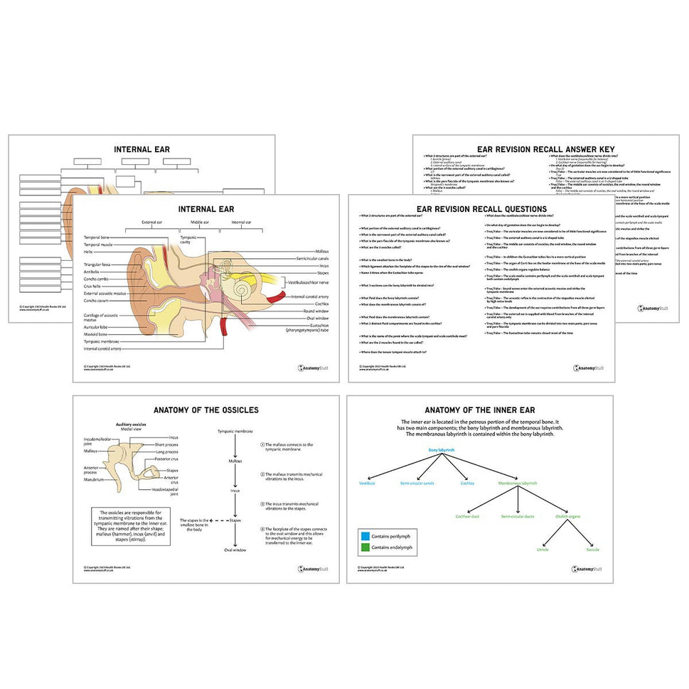 Head & Neck Anatomy Revision Pack (Interactive & Printable PDFs)