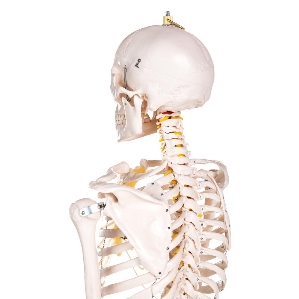 Budget Life-Size Skeleton Model