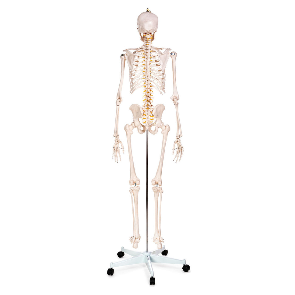 Budget Life-Size Skeleton Model
