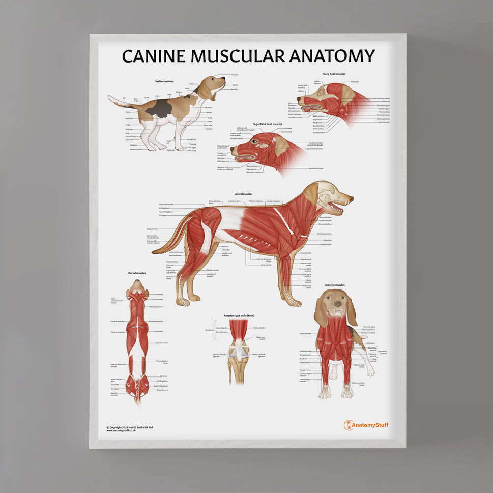 Canine Muscular Anatomy Chart / Poster