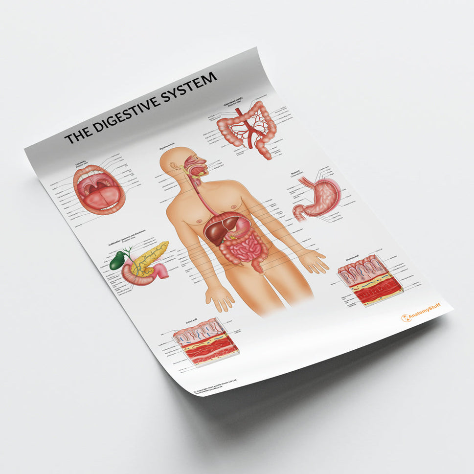 Digestive System Anatomy Chart / Poster