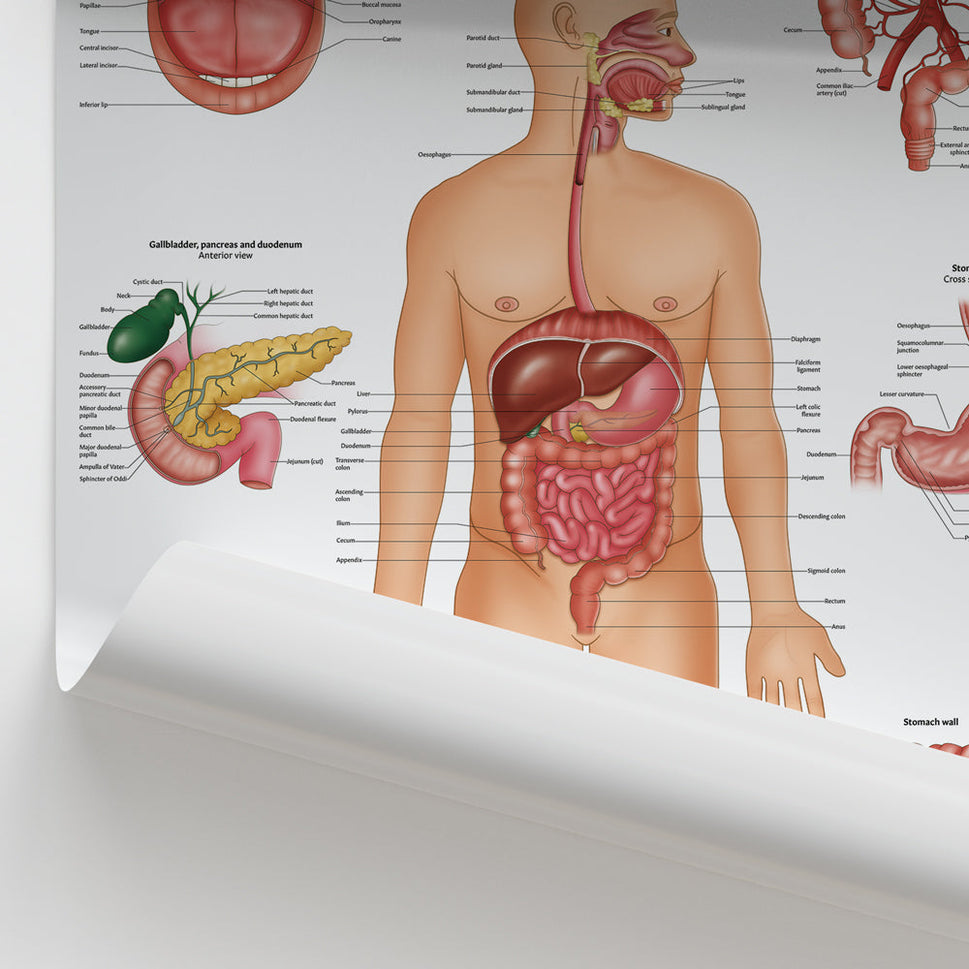 Digestive System Anatomy Chart / Poster