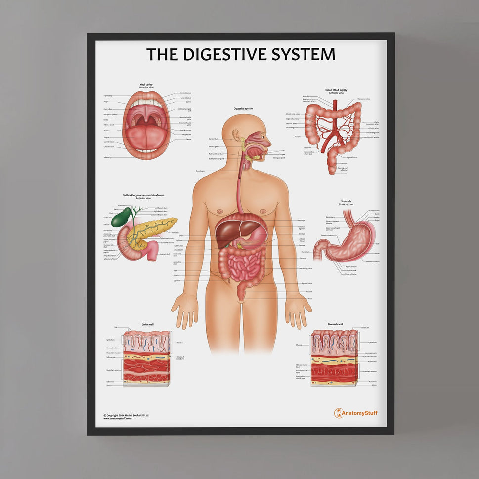 Digestive System Anatomy Chart / Poster