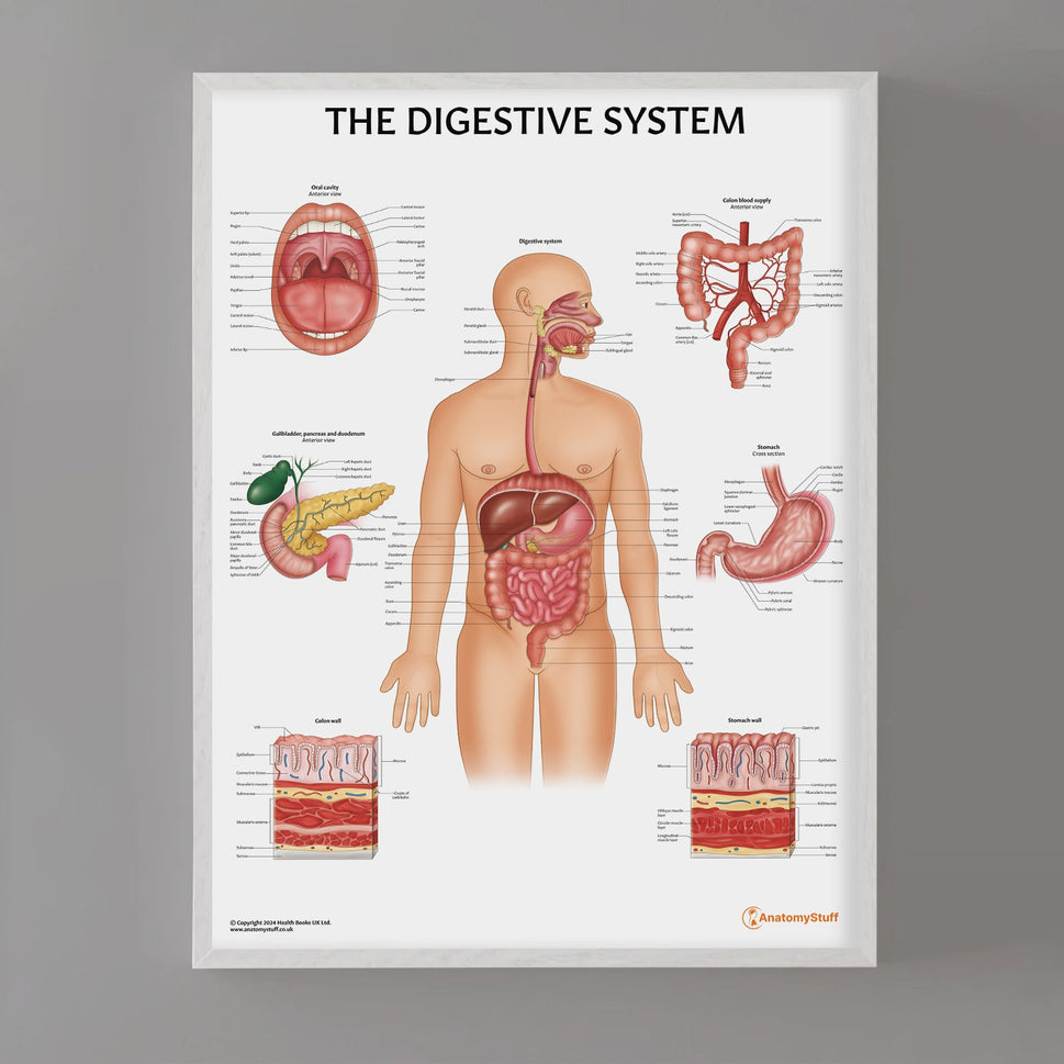 Digestive System Anatomy Chart / Poster