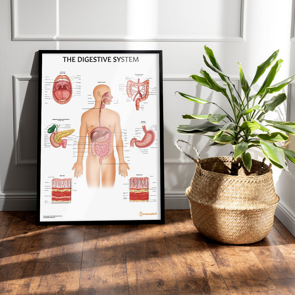 Digestive System Anatomy Chart / Poster