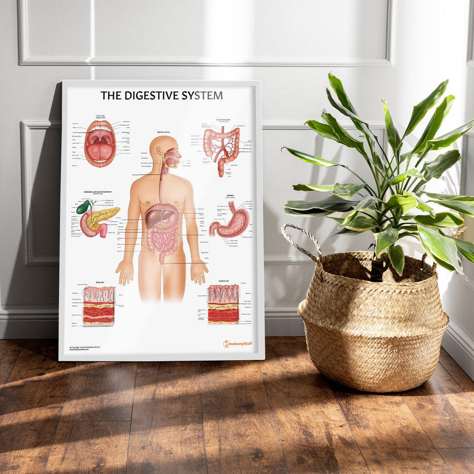 Digestive System Anatomy Chart / Poster