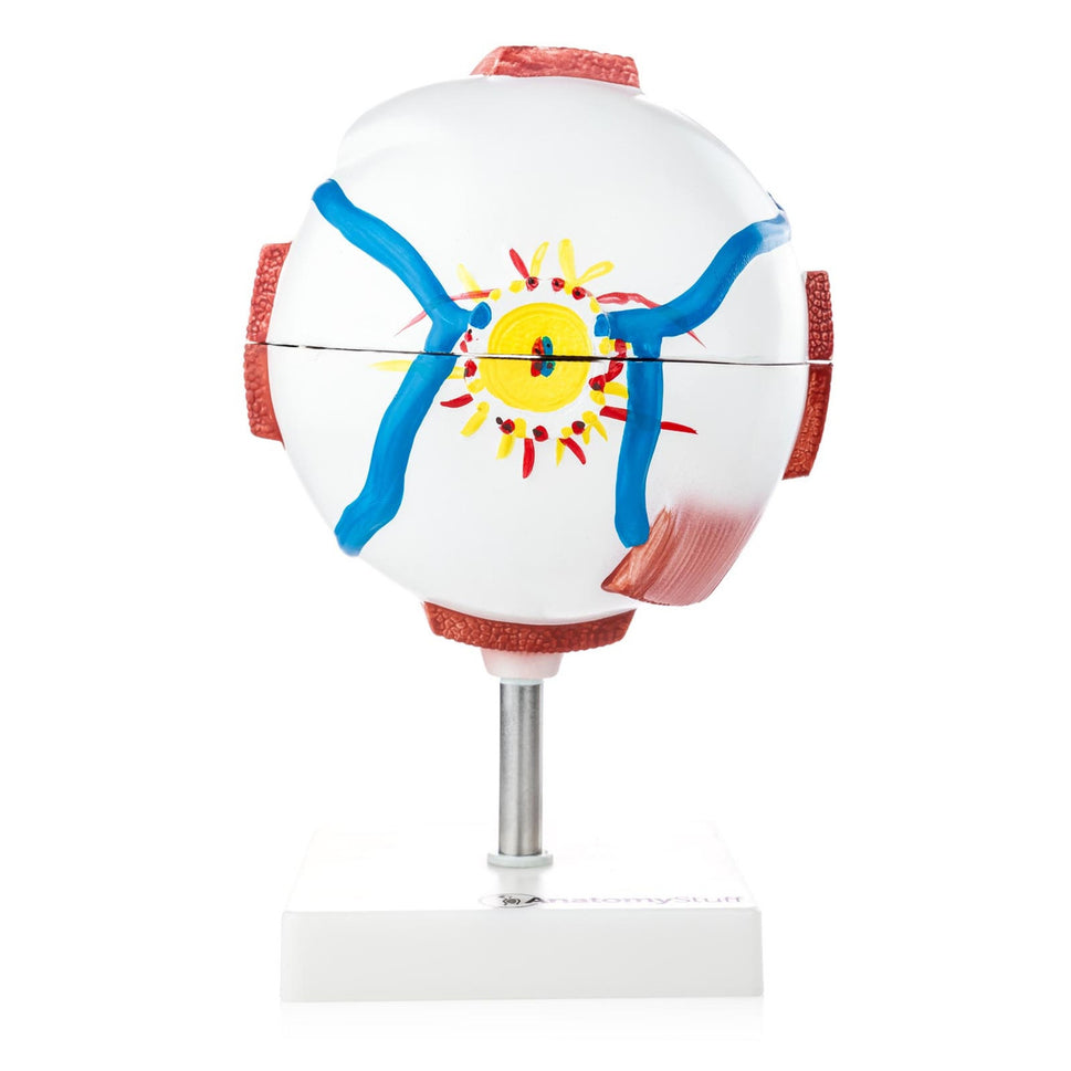 Budget Giant Eye Model (6 times life size, 7 part)