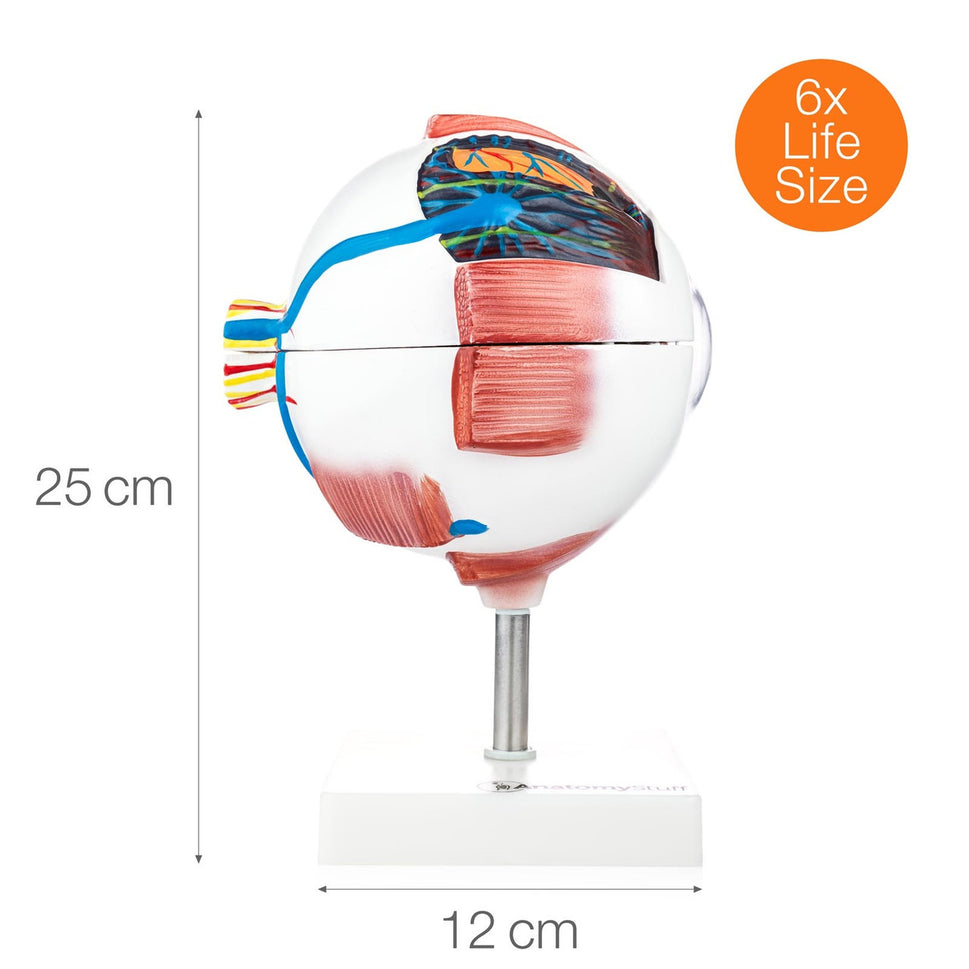 Budget Giant Eye Model (6 times life size, 7 part)