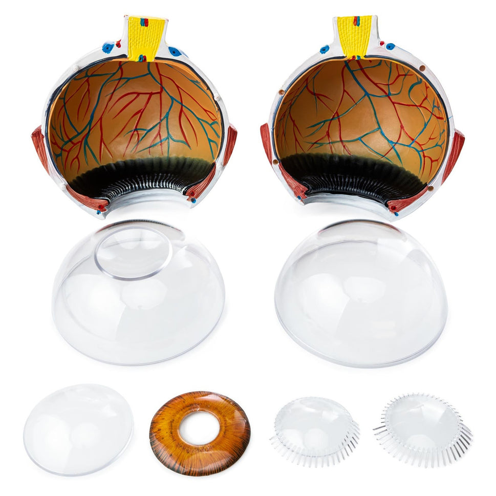 Budget Giant Eye Model (6 times life size, 7 part)