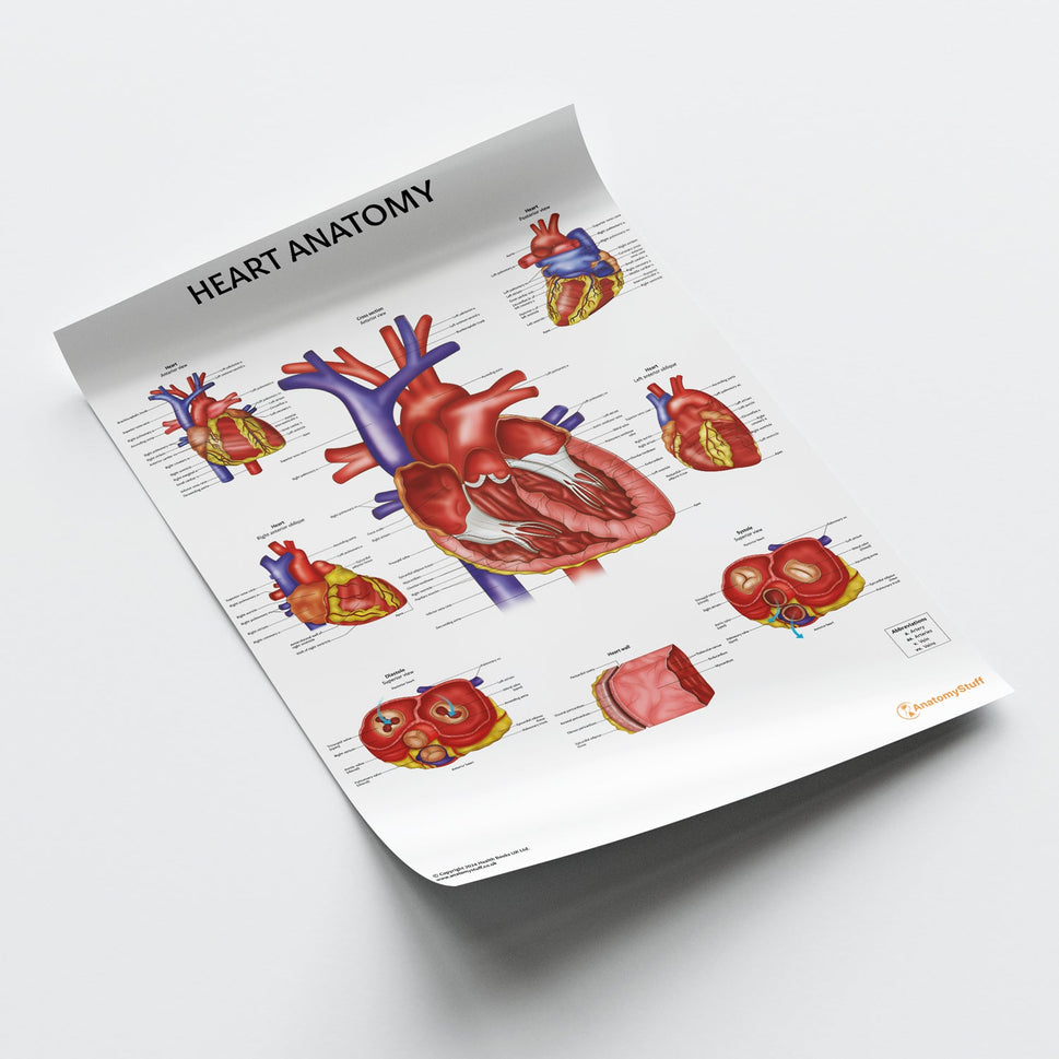 Heart Anatomy Chart / Poster