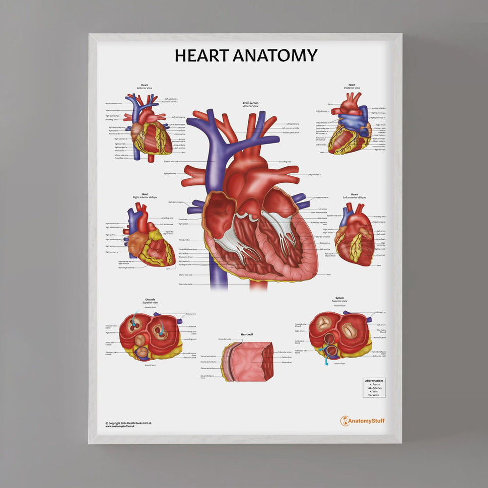 Heart Anatomy Chart / Poster