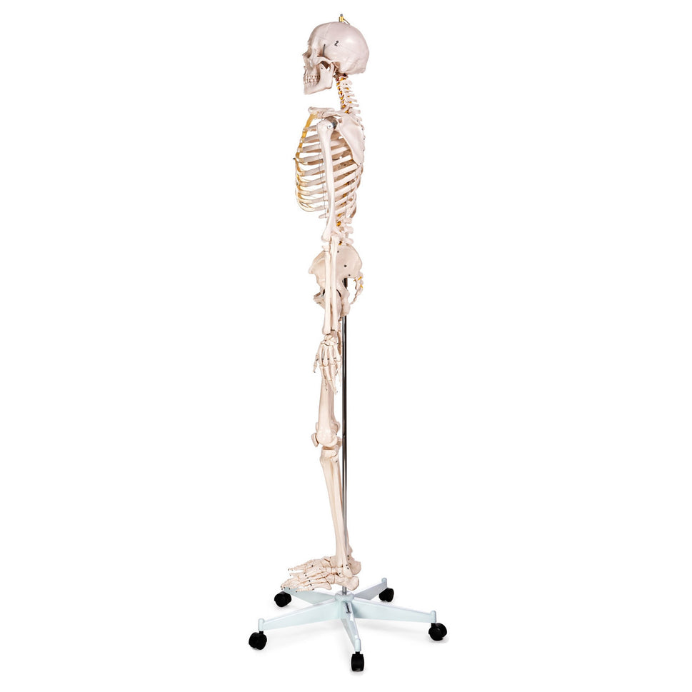 Budget Life-Size Skeleton Model