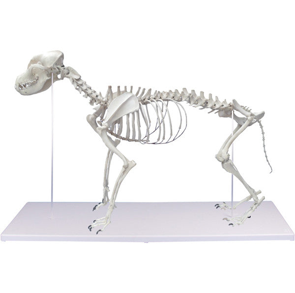Canine Skeleton Model