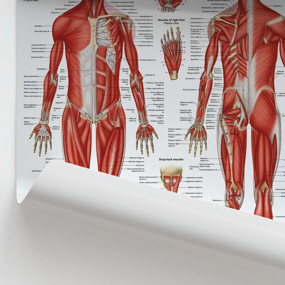 Muscular Anatomy Chart / Poster