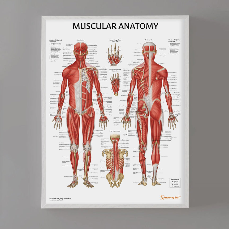 Muscular Anatomy Chart / Poster