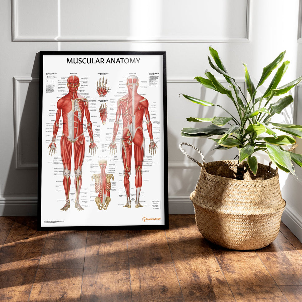Muscular Anatomy Chart / Poster