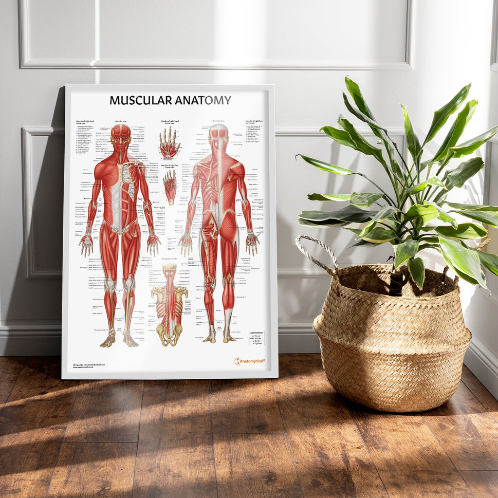 Muscular Anatomy Chart / Poster