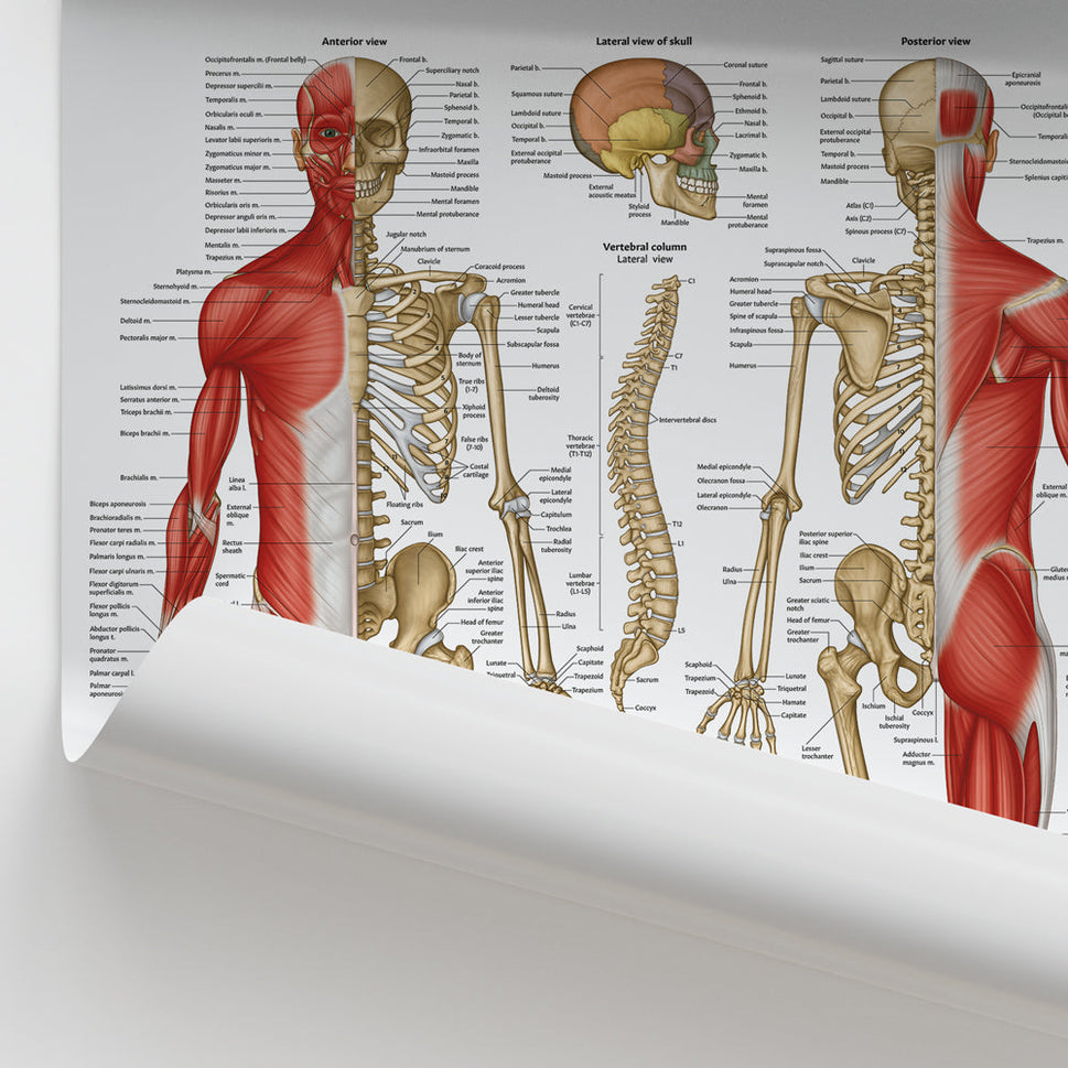 Musculoskeletal Anatomy Chart / Poster
