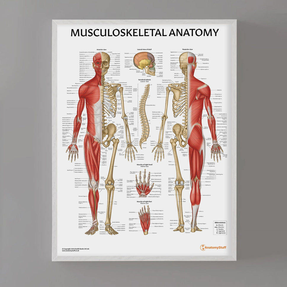 Musculoskeletal Anatomy Chart / Poster