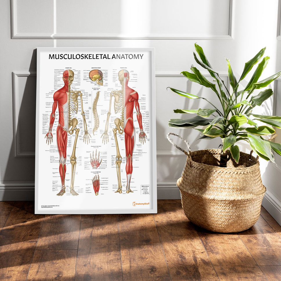 Musculoskeletal Anatomy Chart / Poster