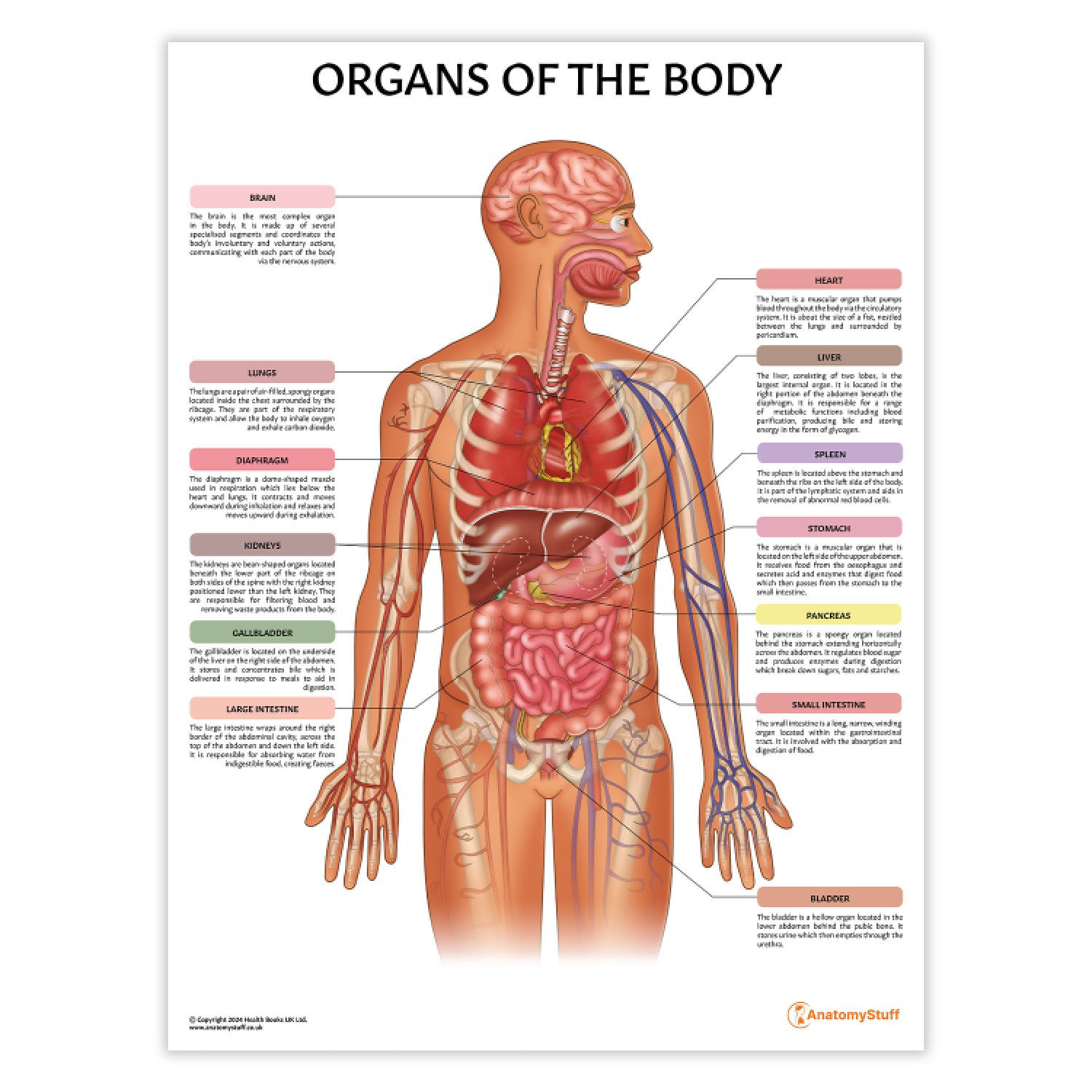 structure of human organs