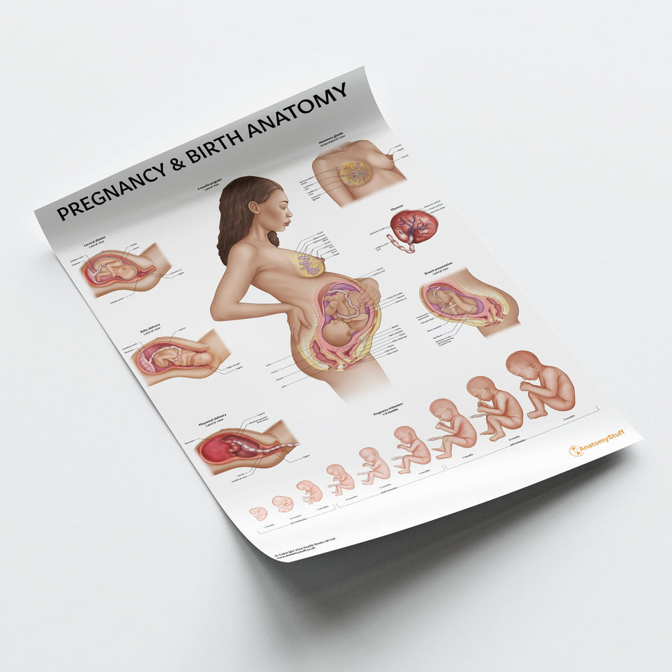 Pregnancy and Birth Chart / Poster
