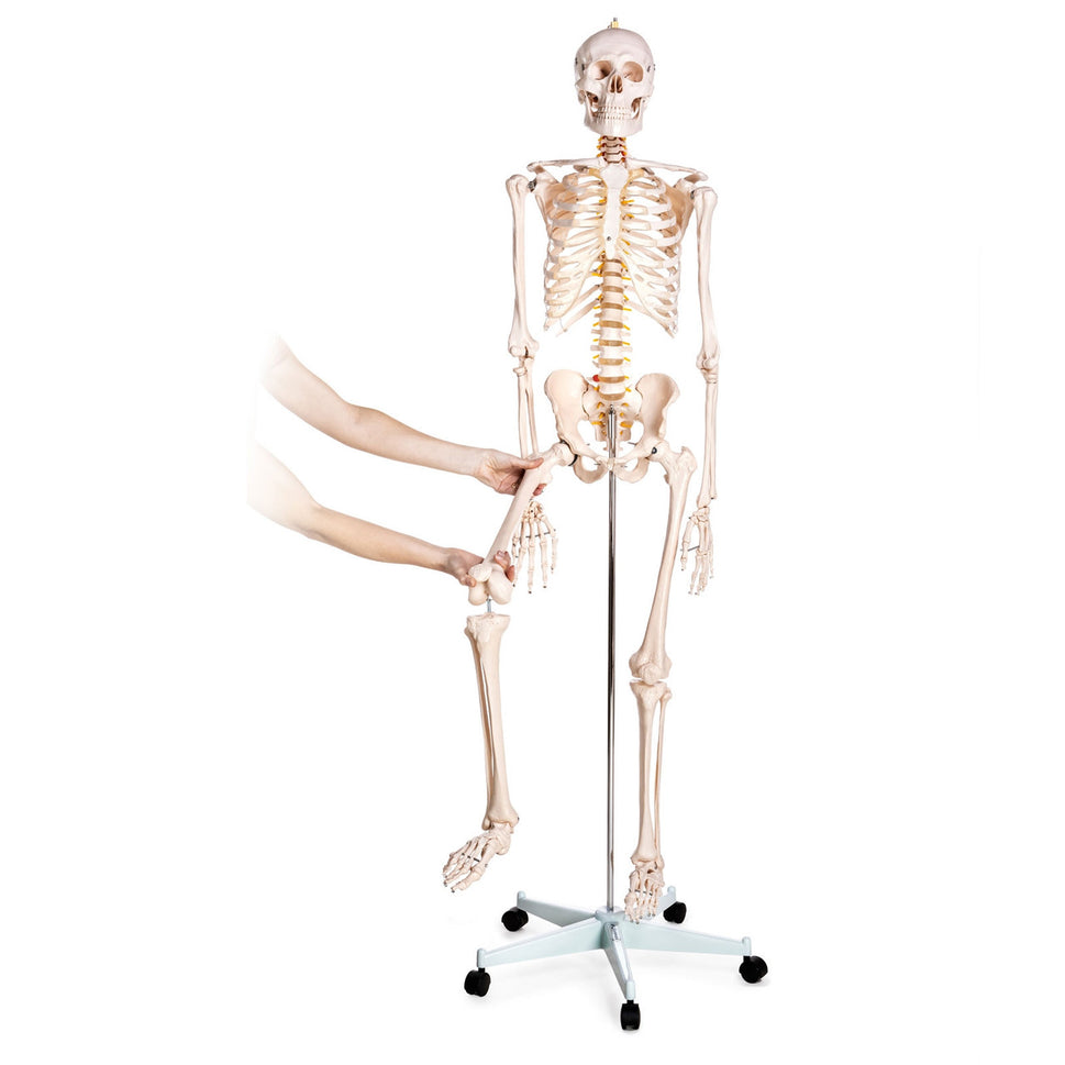 Budget Life-Size Skeleton Model