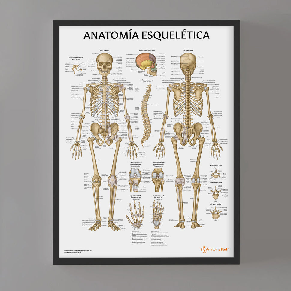 Anatomia Esquelitica Chart / Poster - Spanish