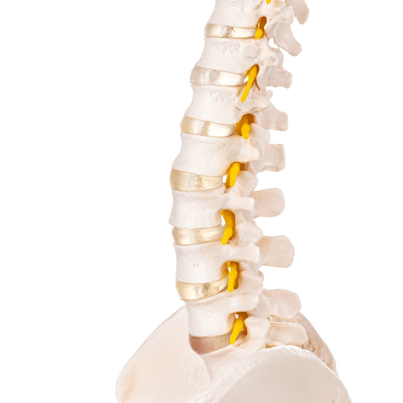 Budget Flexible Spine Model with Pelvis