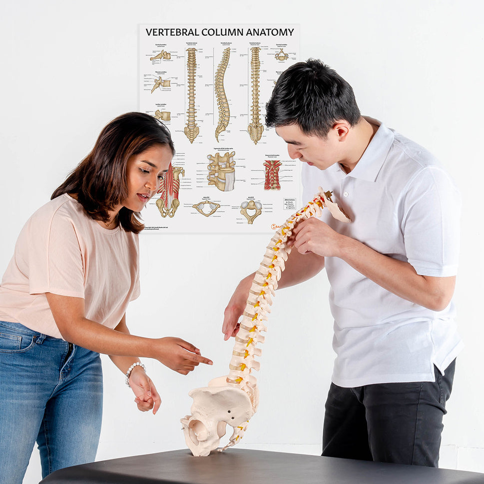 Budget Flexible Spine Model with Pelvis