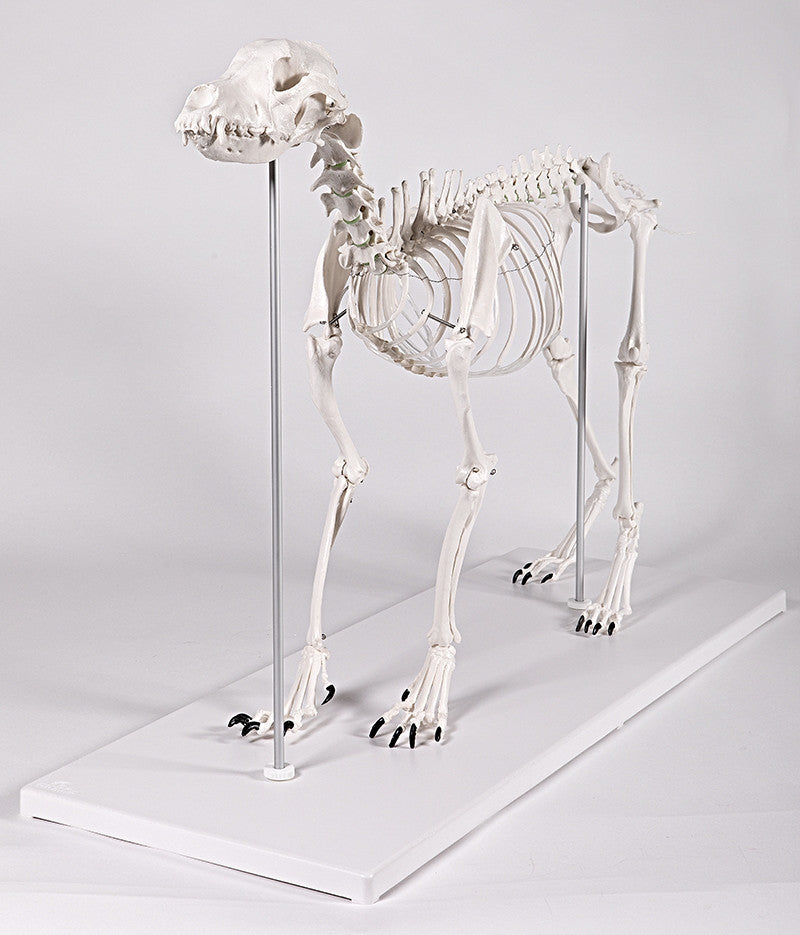 Canine Skeleton Model