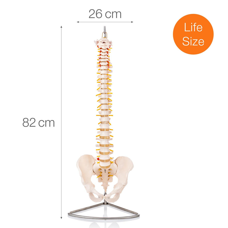 Budget Flexible Spine Model with Pelvis