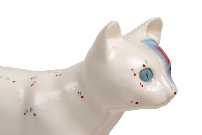 Cat Anatomy and Acupuncture Model