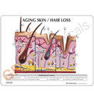 Switch Model contrasts youthful and aging epidermis and hair follicles 3 image