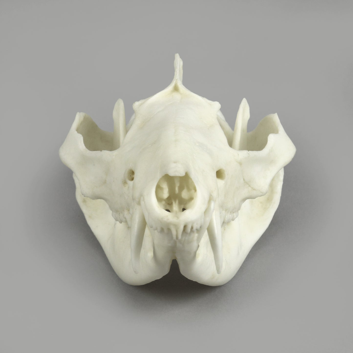 BC-363E Opossum Skull front view
