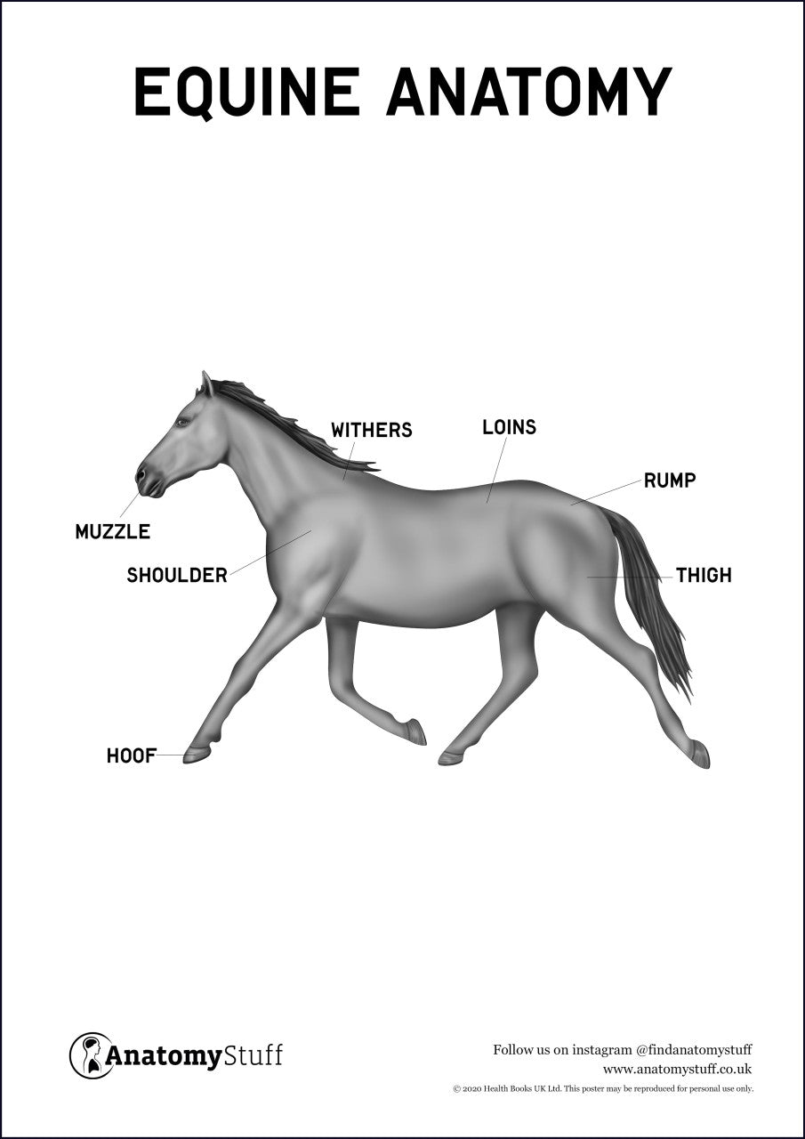 Equine horse anatomy poster