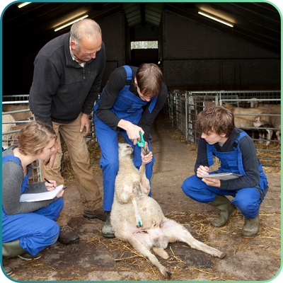 Farm Animal Clinical Skills