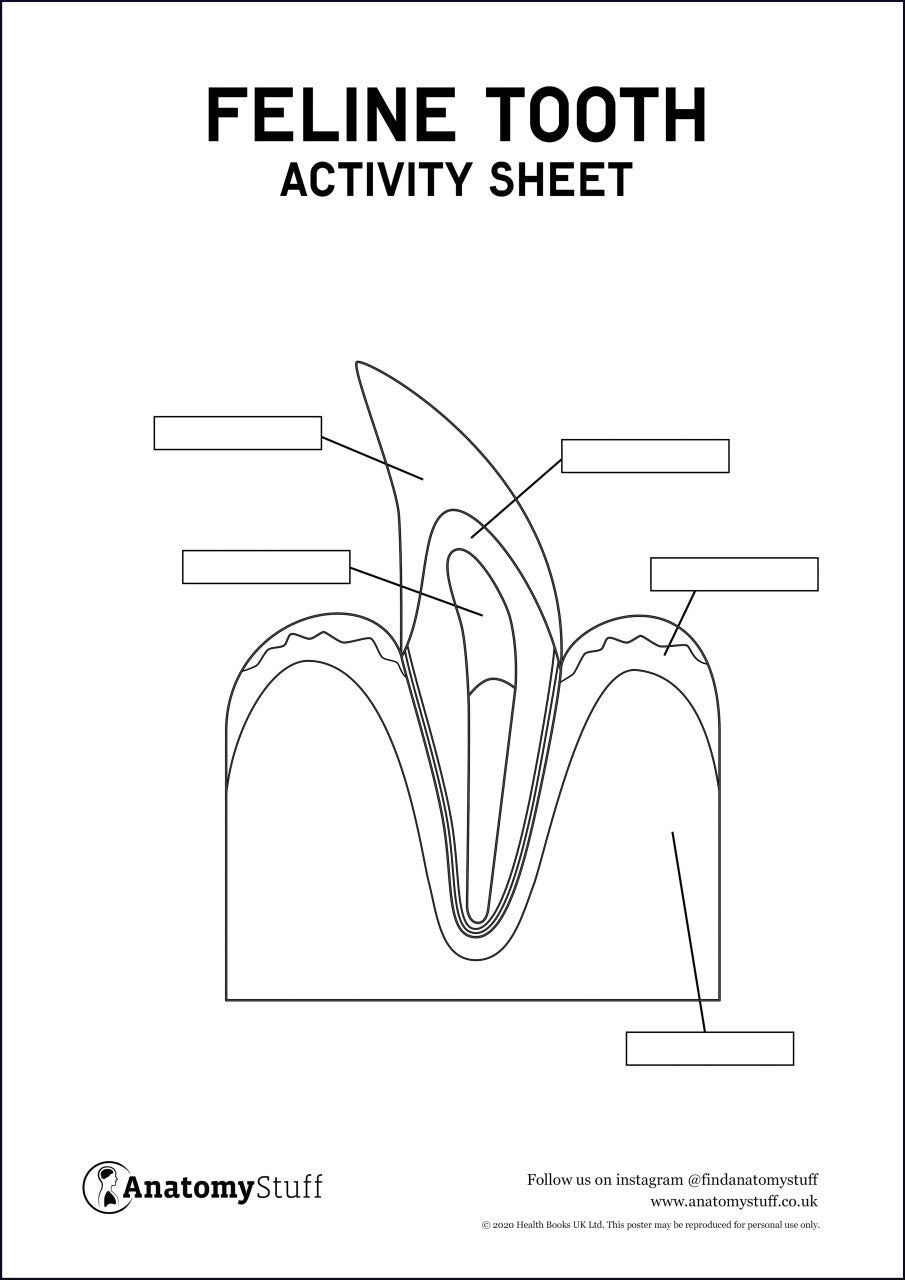 Feline dental anatomy activity sheet