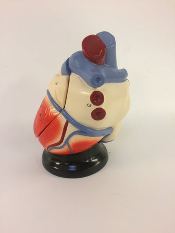 Heart Model (Life Size, 2 part)