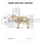 Switch Interactive Unlabelled Sheep Skeletal Anatomy 3 image