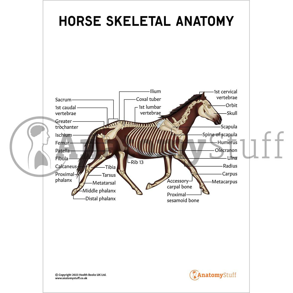 Labelled Equine Skeletal Anatomy