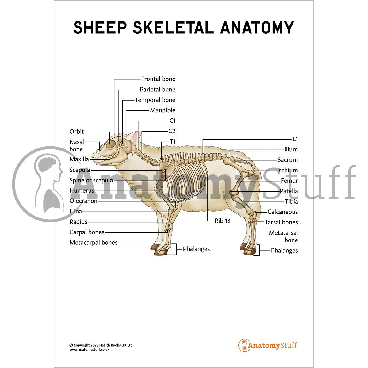 Labelled Sheep Skeletal Anatomy