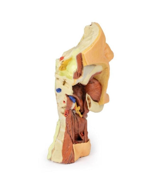 Posterior View of the Deep Face/Infratemporal Fossa 3D Printed Anatomy Model