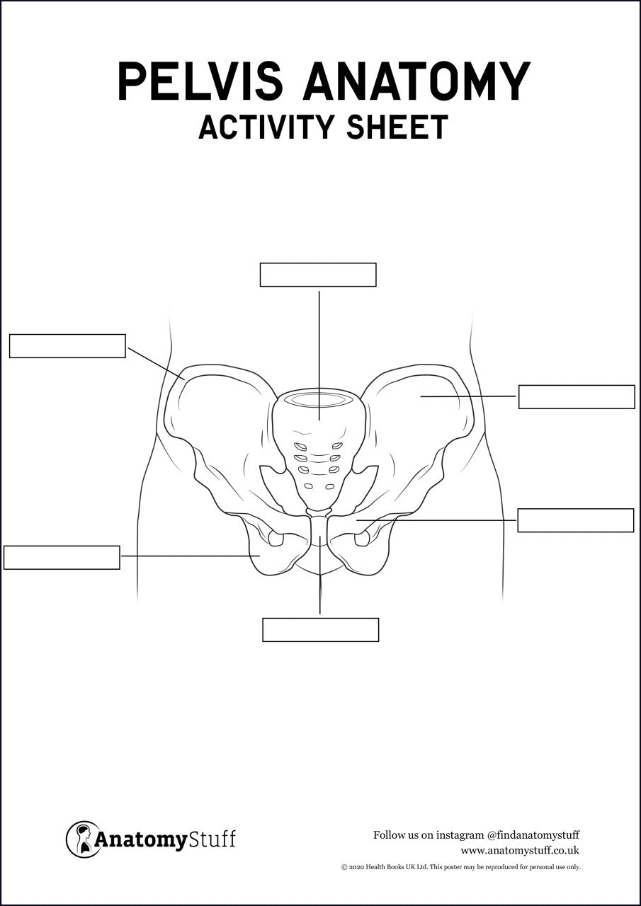 Pelvis Anatomy Activity Sheet PDF