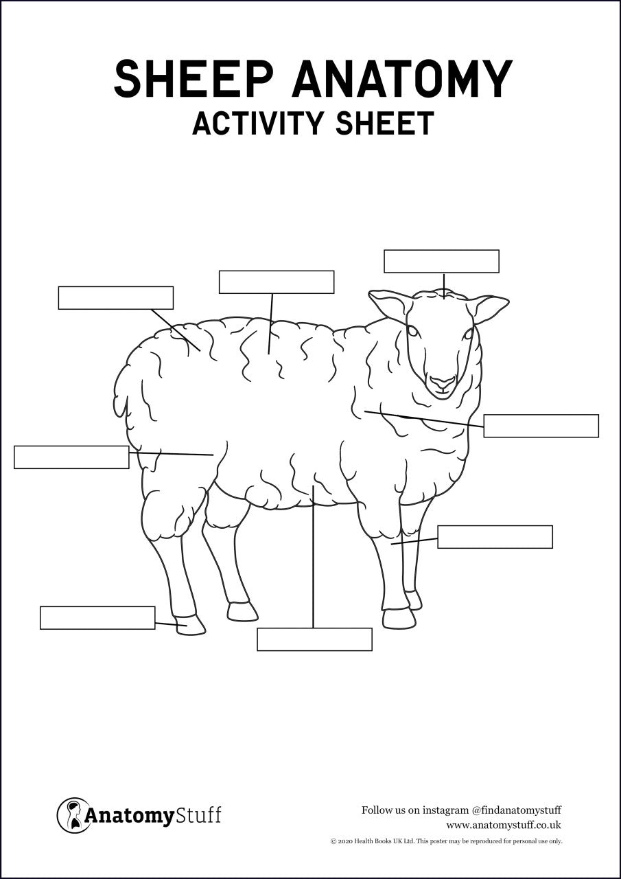 Sheep Anatomy Activity Sheet PDF