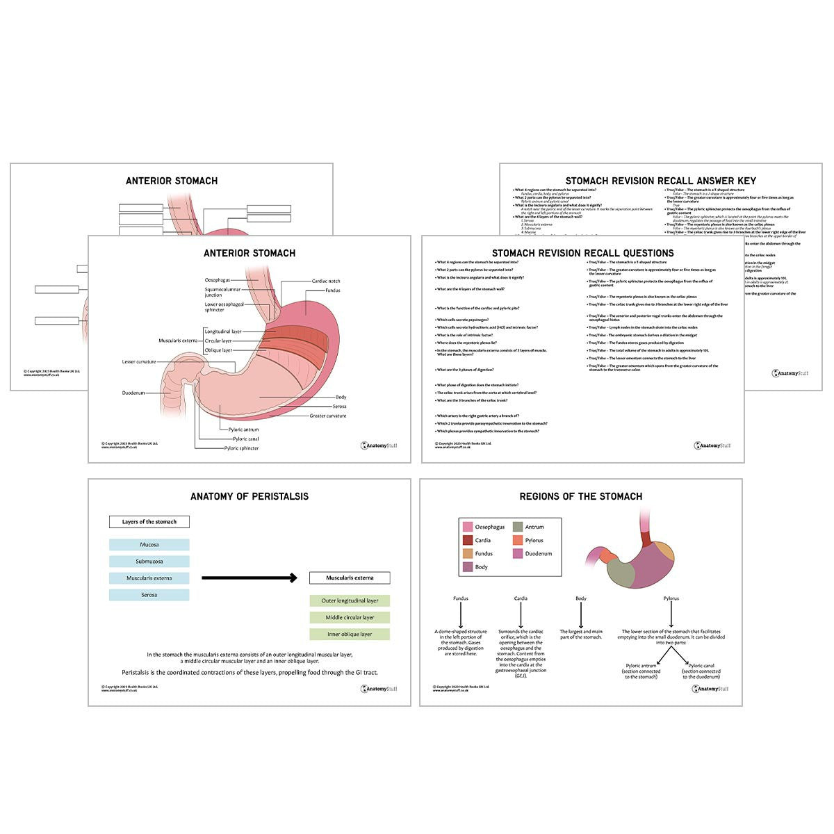 Stomach Anatomy Revision Guide