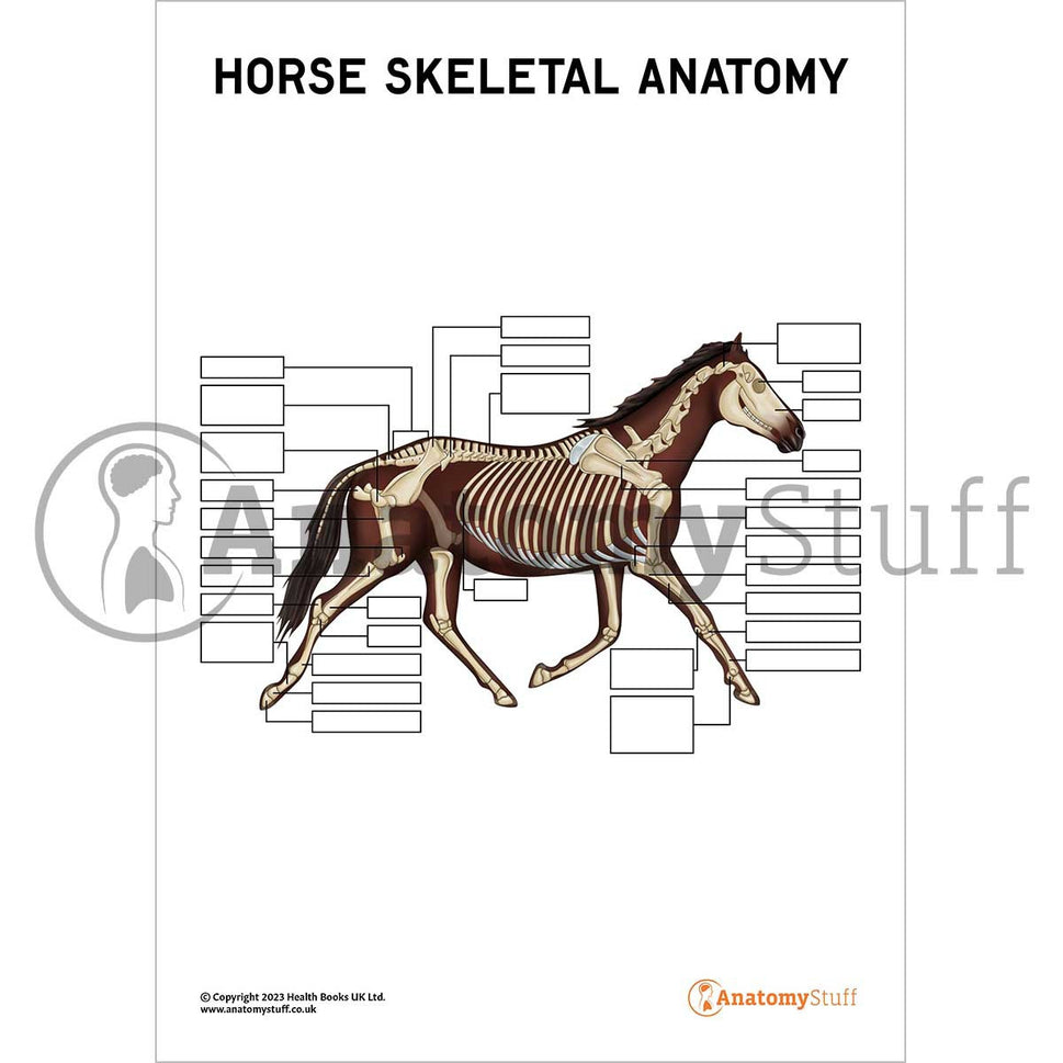 Horse Skeletal Anatomy (Interactive & Printable PDF)