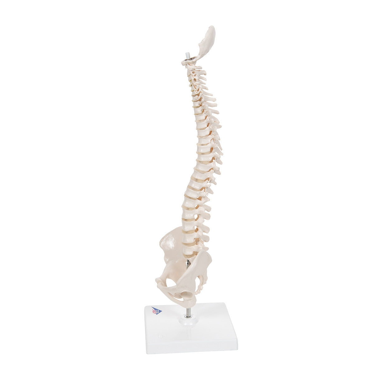 Mini Vertebral Column Model with Stand A18/21 1000043 | Mini Spine ...